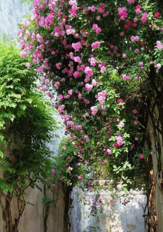 家门口种什么树能乘凉寓意好,无花果树为何不能栽家院子里迷信