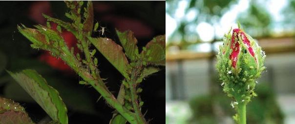 烟丝烟蒂杀虫的方法,烟丝杀虫还是烟灰水杀虫