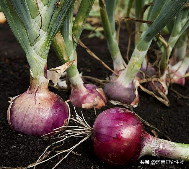 洋葱烂根软腐用啥药最好,洋葱苗期根腐病用什么药