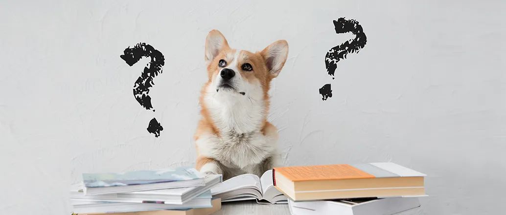 小狗是dog还是puppy,小狗是什么类别的动物