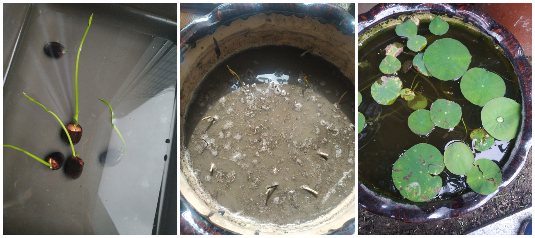 适合盆栽的碗莲品种,碗莲莲花品种大全