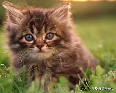 猫和老虎的故事的看图写话,老虎和猫的故事全文