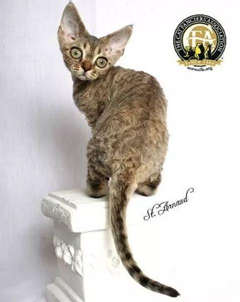 cfa国际名猫展,cfa认可猫的品种