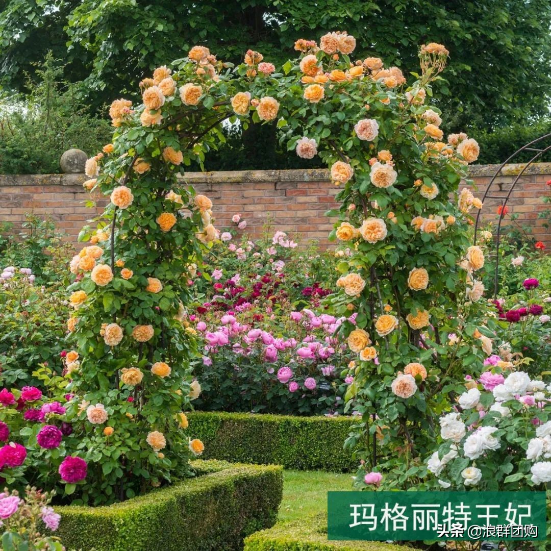 月季哪些品种大花又香,月季哪些品种花期长耐阴耐寒耐旱