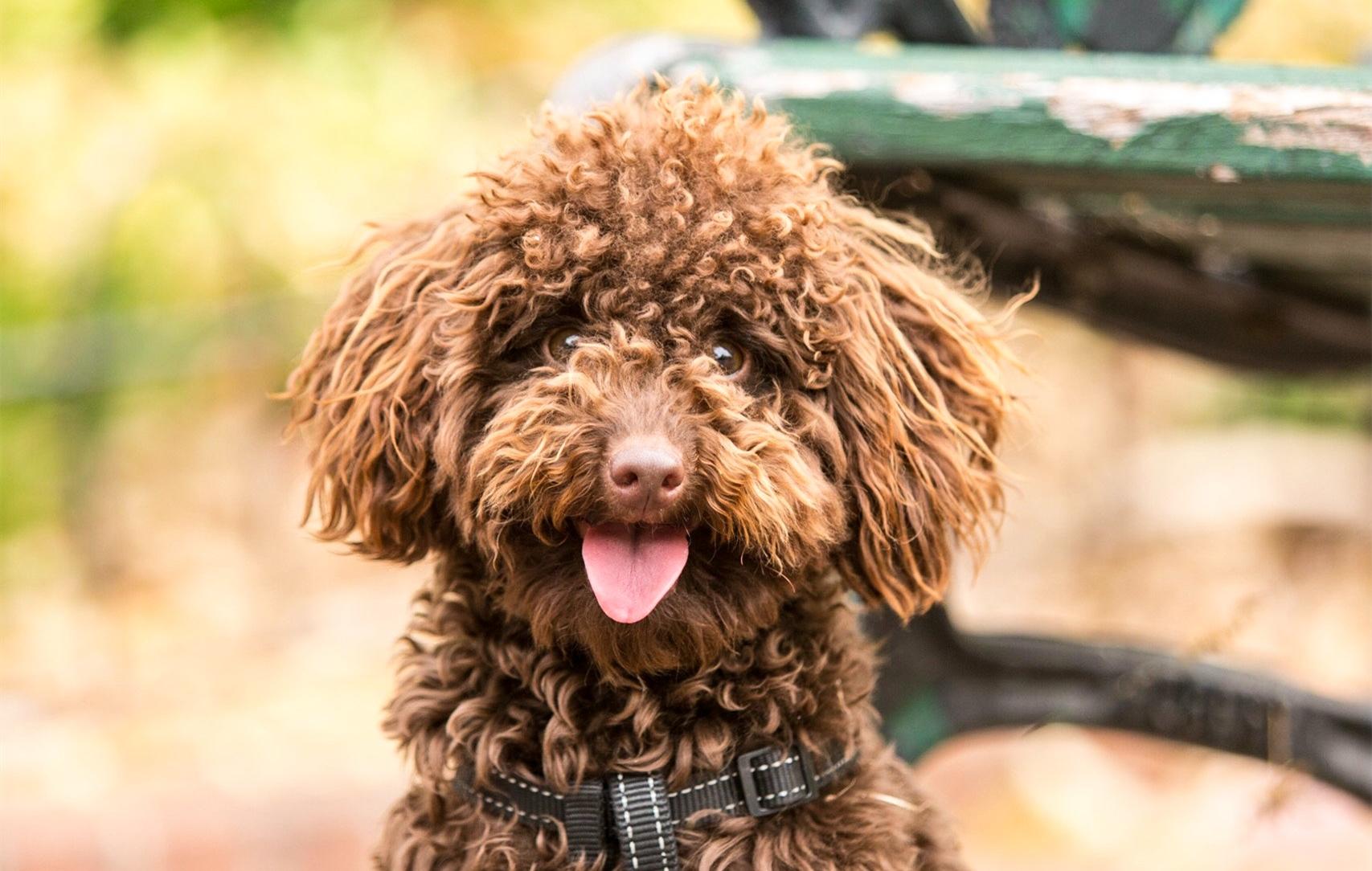 2020泰迪专用健康狗粮品牌排行｜泰迪狗粮品牌十大排行榜