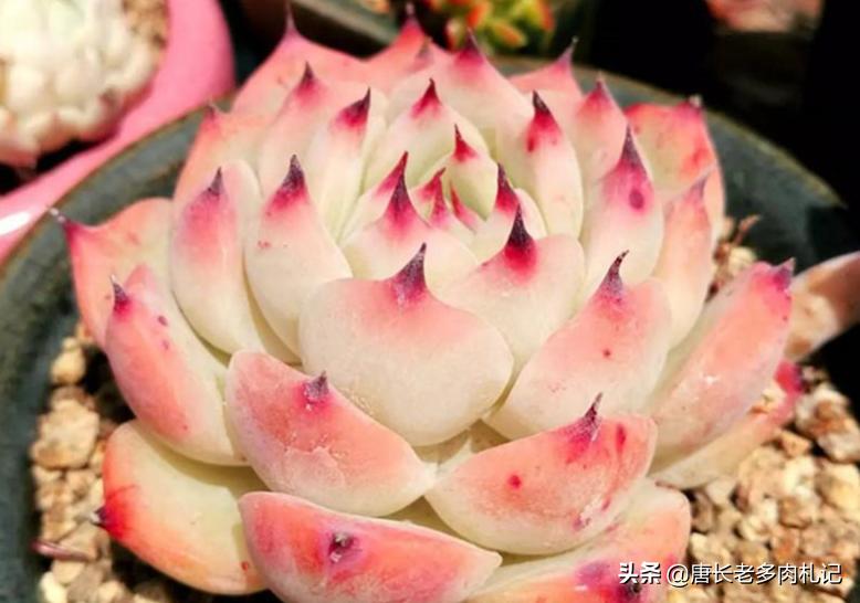为什么从云南等地网购的多肉开始很紧致，但养着养着就散开了呢？