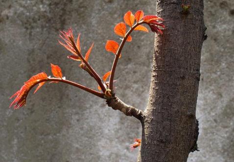 农民砍自己的树获刑,农民砍自家树最高判七年