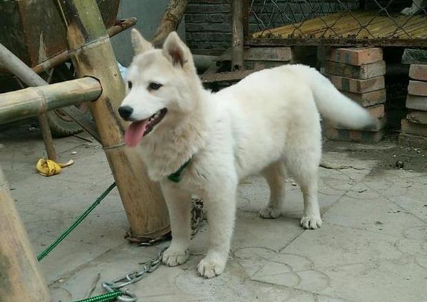 创业养狗靠谱吗,养狗需要买什么必需品