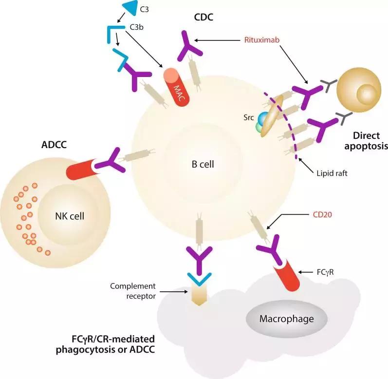 杀死癌细胞的针剂研发出来了吗,药物杀死癌细胞的过程