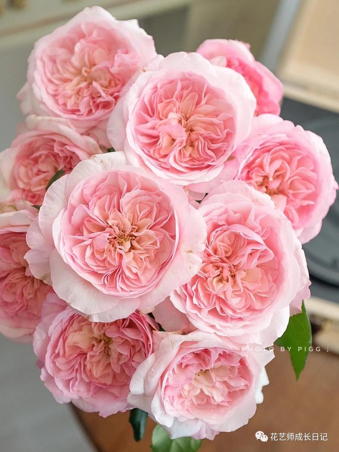 五号香水玫瑰花,100朵粉色玫瑰