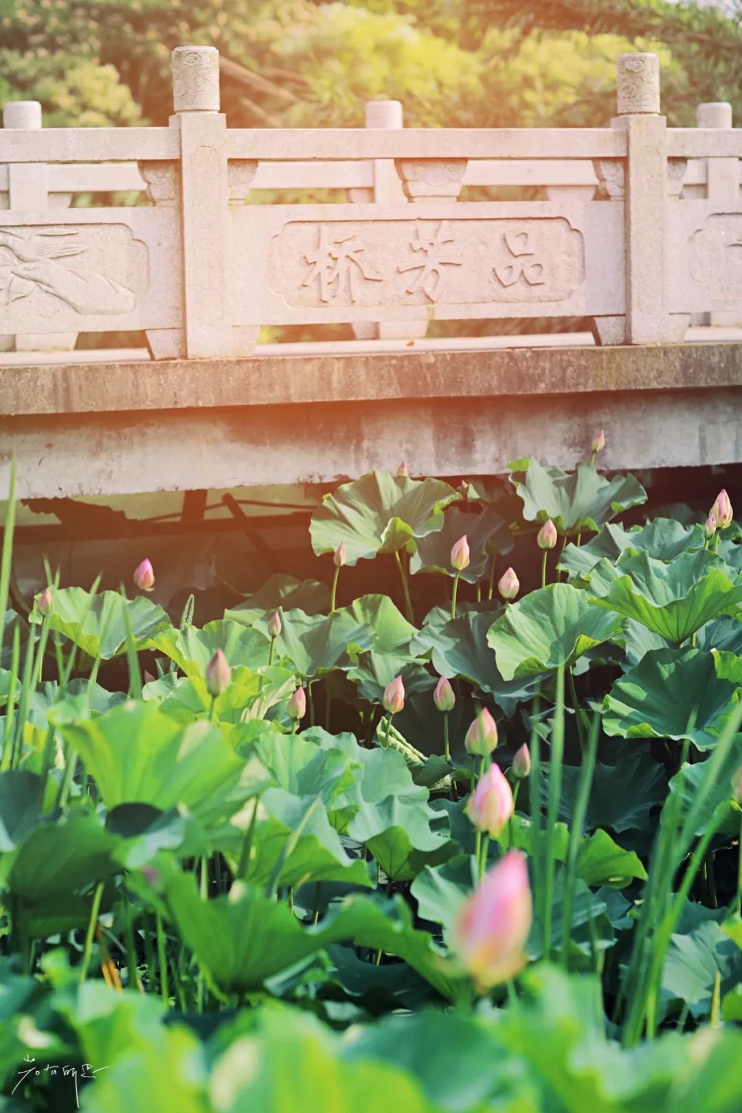 娌欏娴滅殑绱壊鑺辨捣,娌欏娴滈鏅尯鑺辨捣