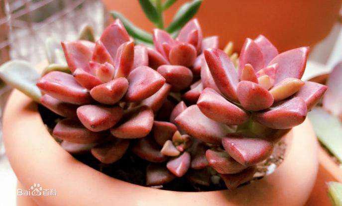 人吃多肉植物,人吃多肉会得癌症吗