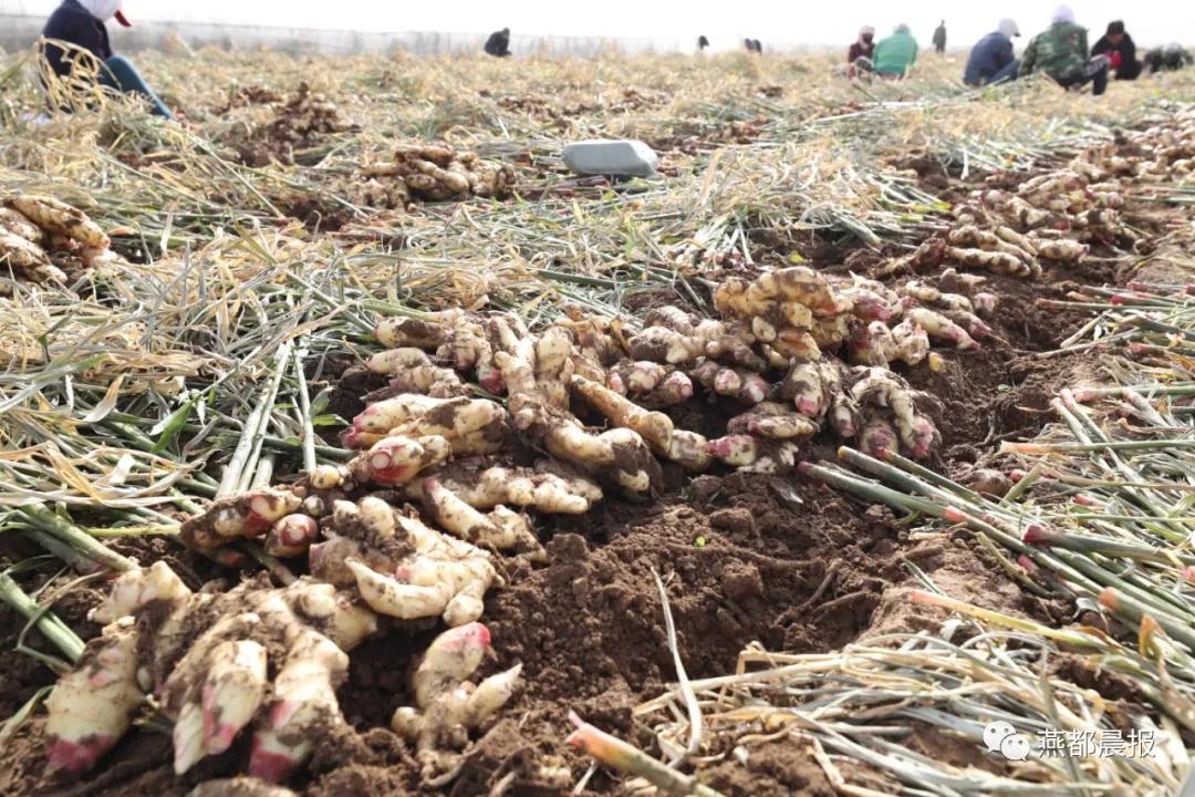 种植生姜喜丰收,一亩地2万斤大姜种植