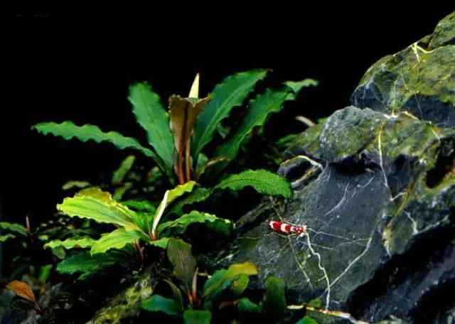 卡佩特k5辣椒榕为什么这么贵,辣椒榕k5为什么贵