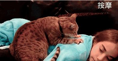 看到自家猫心情都会很好,这样的猫你会想养一只吗