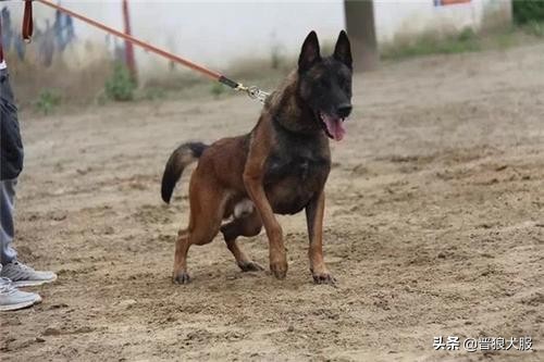 马犬代训一个月的效果,训马犬的正确方法和注意事项