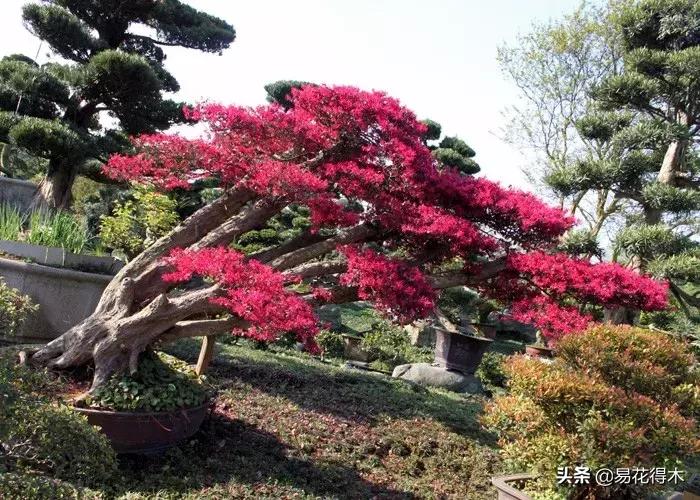 椤剁骇鐧借姳妾垫湪鐩嗘櫙,鐧借姳妾垫湪鐩嗘櫙鏋湪閫㈡槬