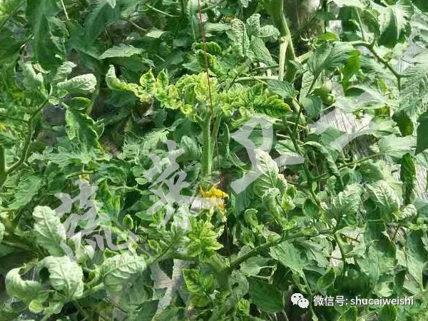 种的蔬菜卷叶是怎么回事,蔬菜的叶子有卷叶病怎么办