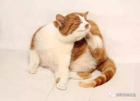 猫咪泌尿疾病怎么治疗,猫咪常见的疾病有哪些