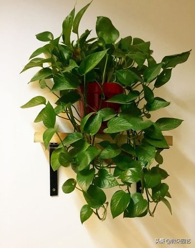 怎么擦绿萝的叶子使叶子变得油亮,绿萝怎样养得又黑又亮叶片肥厚