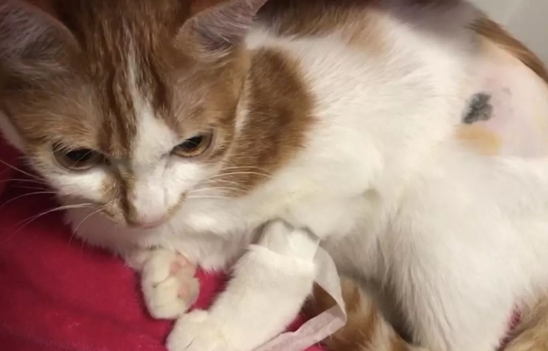 绝育针对狗有危害吗,绝育对猫猫残忍吗