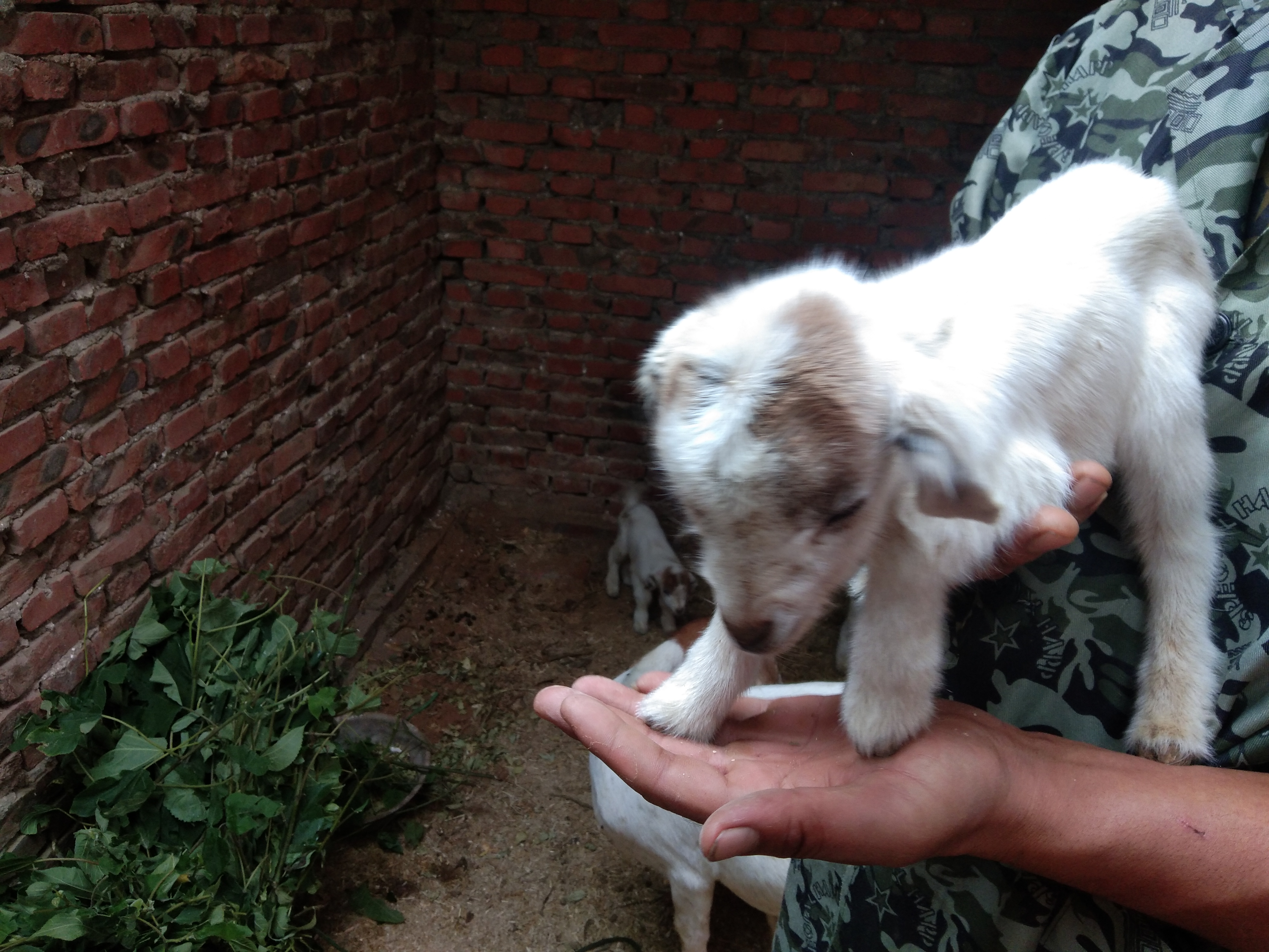 羊产前瘫痪怎么办,如何预防羊产前瘫痪