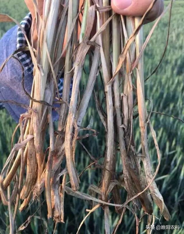 小麦大面积死苗怎么办,小麦枯死连根烂了怎么办