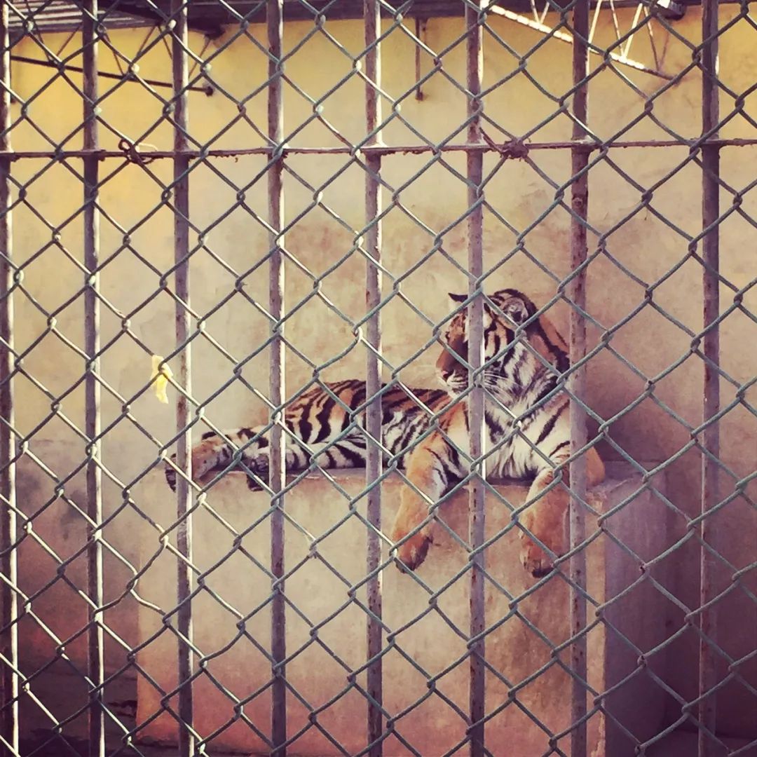 暴走咸阳15个小时,这15家美味店铺太太太好吃了