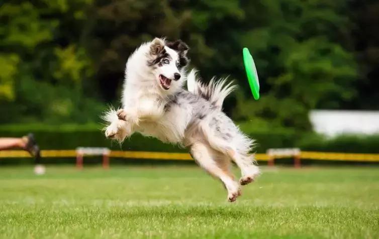 狗狗忽然不活泼,狗狗突然不太有精神了