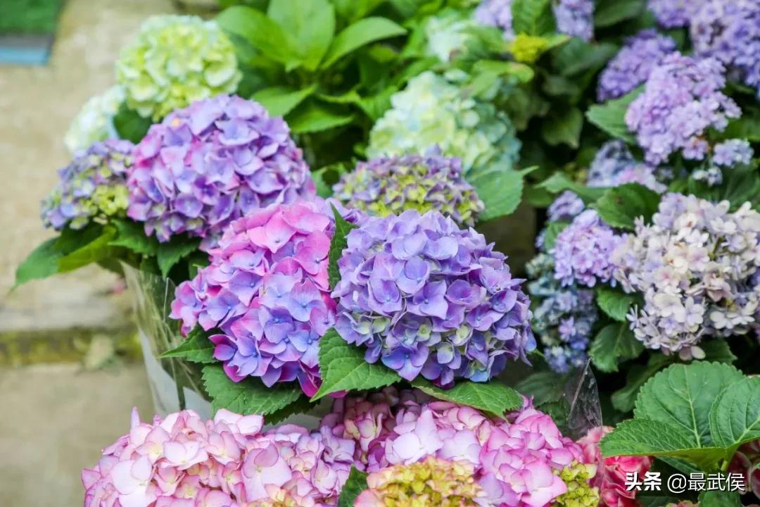 成都便宜的大花市,成都街边卖花一元一束