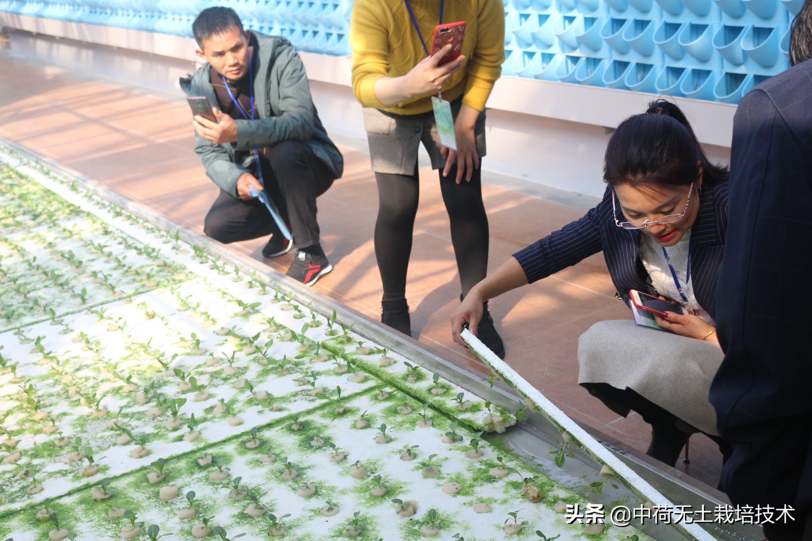 无土韭菜栽培技术,生菜无土栽培视频