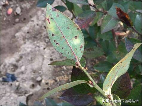 蓝莓叶片边缘焦枯是什么病害,蓝莓在高温下有哪些病害