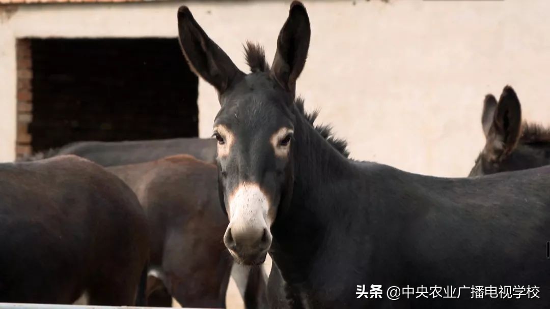 田间示范秀2020年视频,田间示范秀养绵羊
