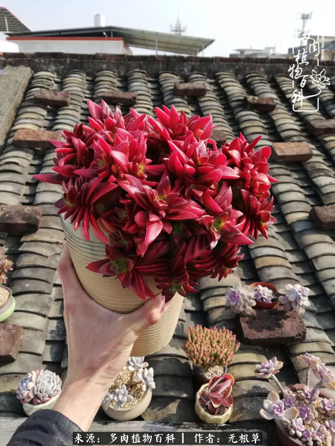 多肉寒冬中茁壮成长,多肉岁月的沉淀