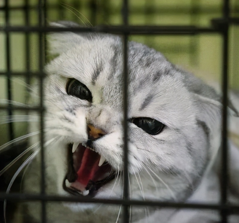 猫咪对付懒猫最好的方法,猫咪犯错告诫自己不生气