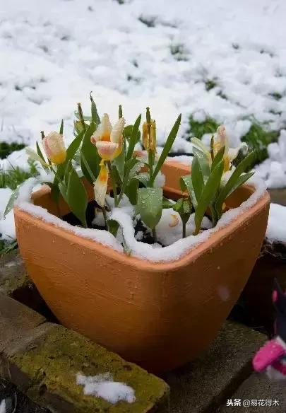 郁金香的种植方法及养护,郁金香养护方法及注意事项