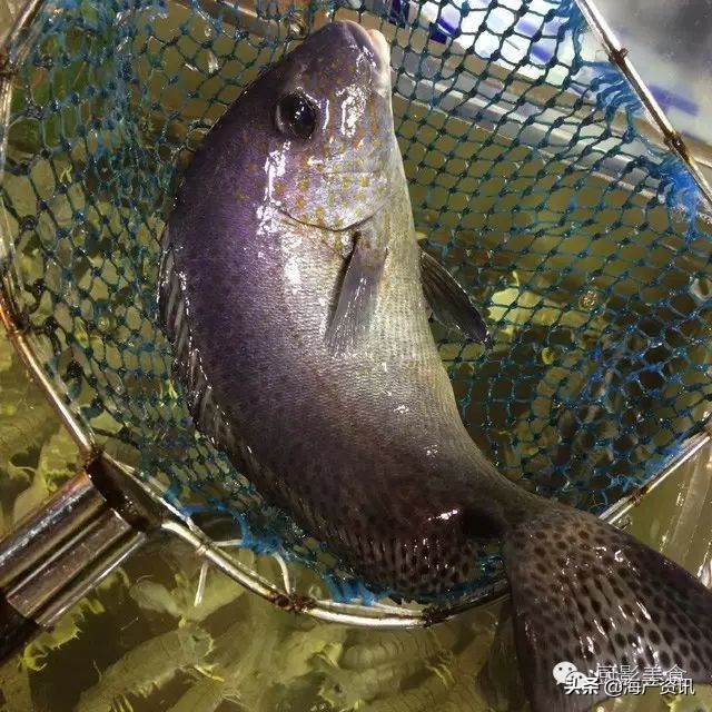 这些外形奇葩而味道超级赞的海鲜,广东十大硬核海鲜品种