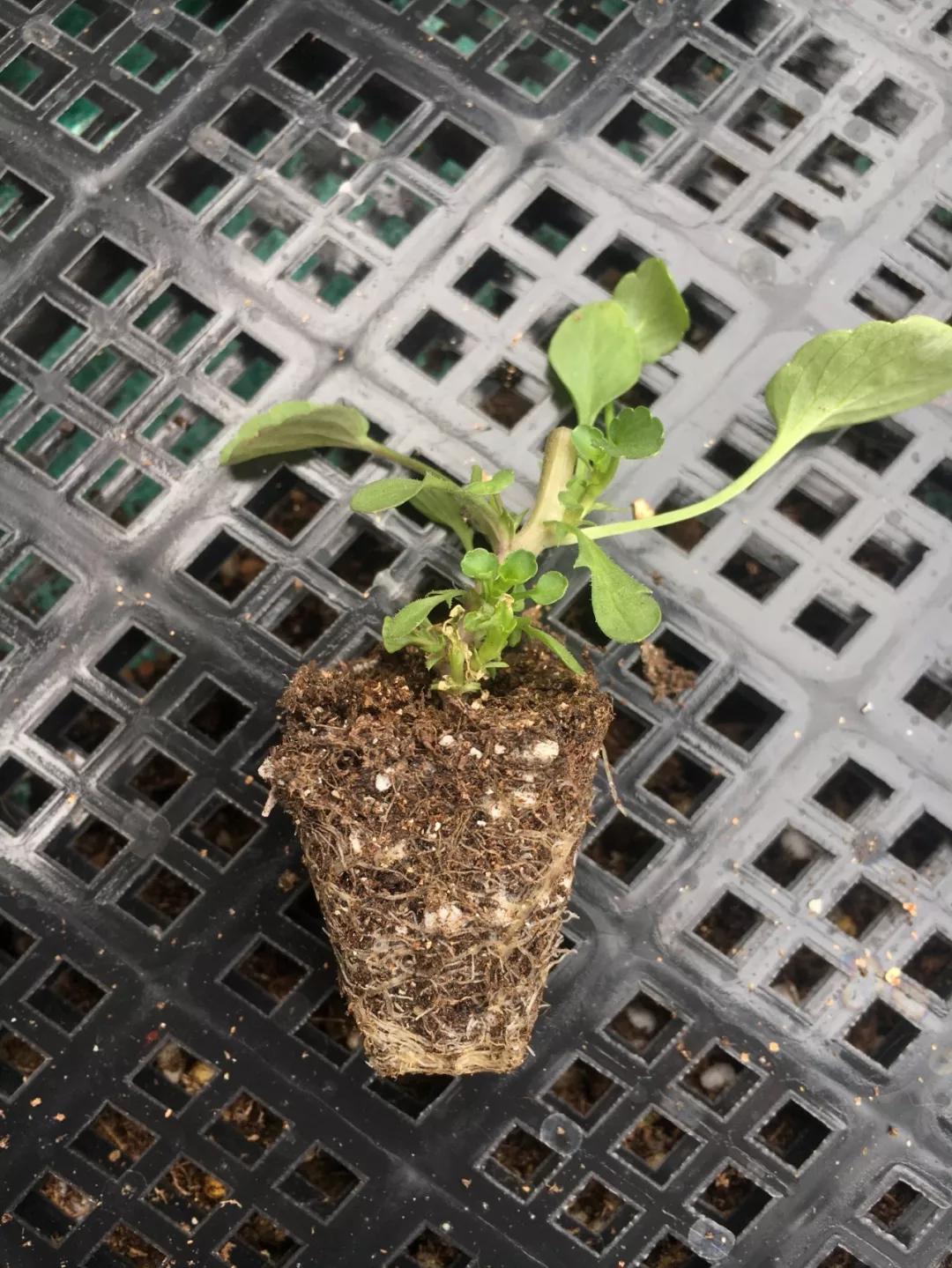 盆栽植物细长徒长怎么办,植物侧枝要不要修剪