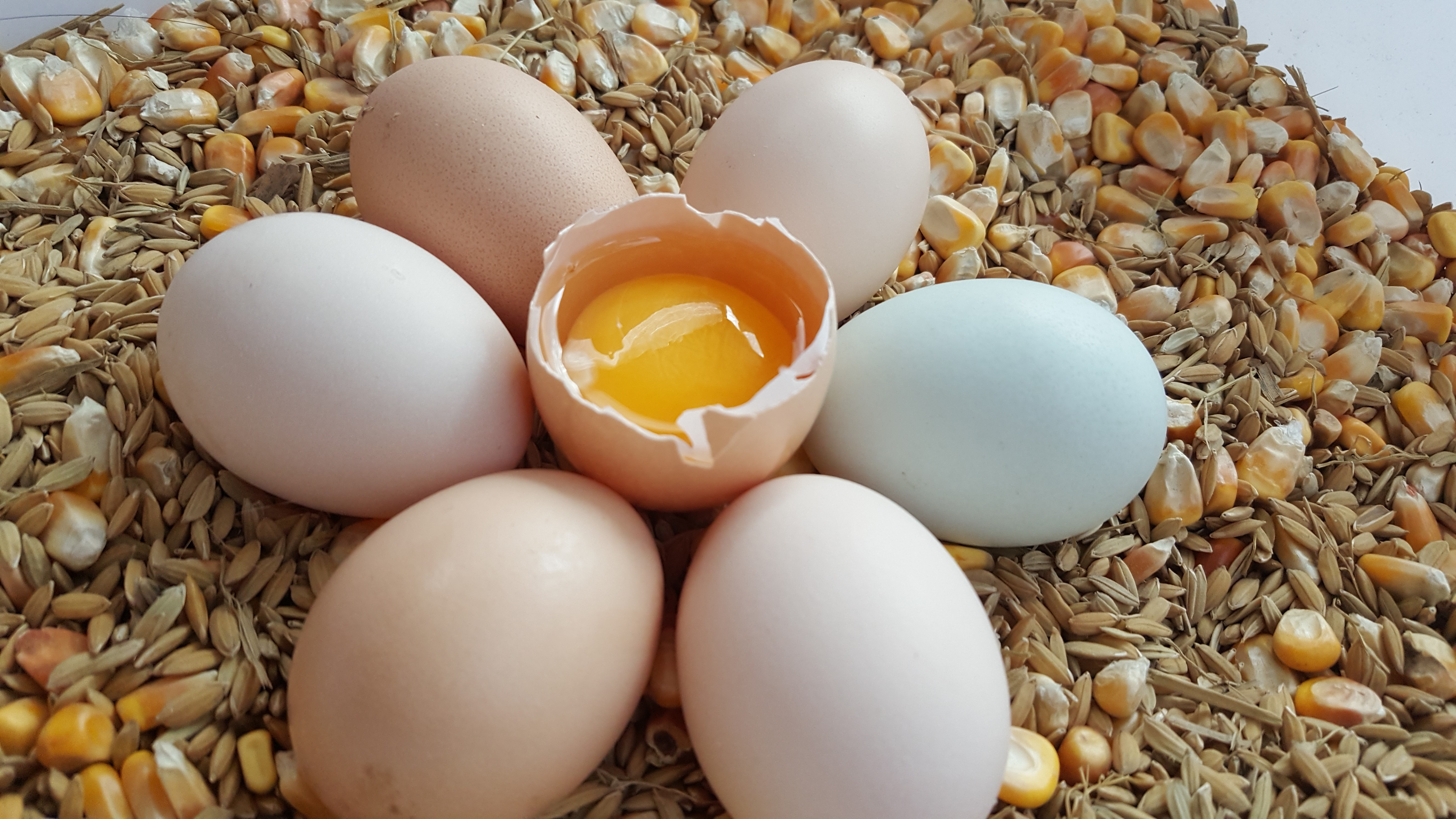 不喂饲料养土鸡的利润与成本真实,散养土鸡蛋一个月能挣多少钱