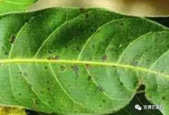 芒果角斑病能彻底治愈吗,芒果角斑病是怎样引起的