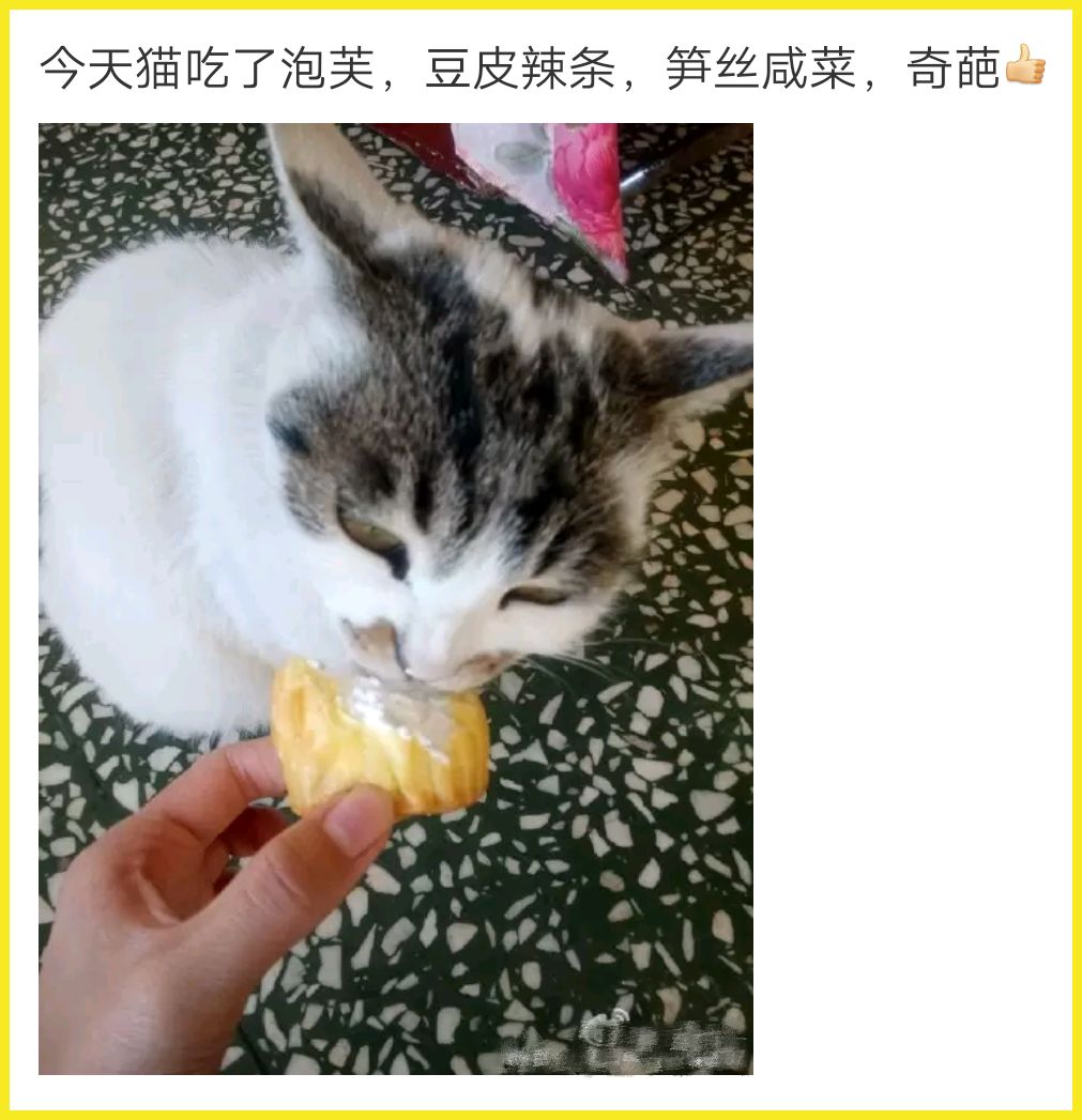 我家猫吞了根针险些丧命，这些东西千万别让猫碰