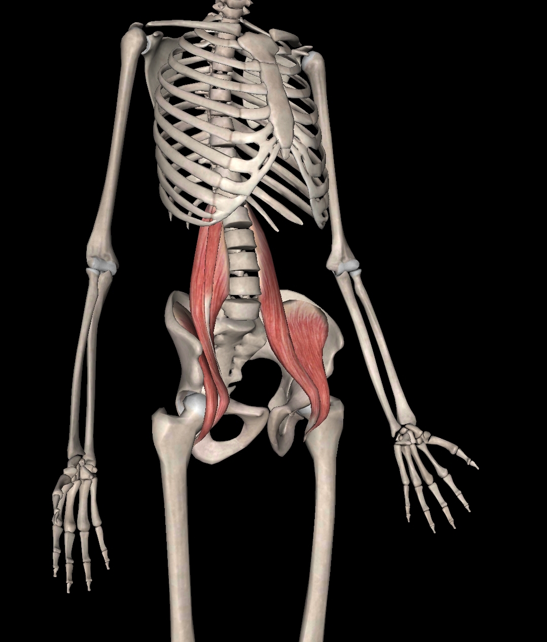 不懂健身动作练到的肌肉,锻炼髂腰肌最有效方法图解
