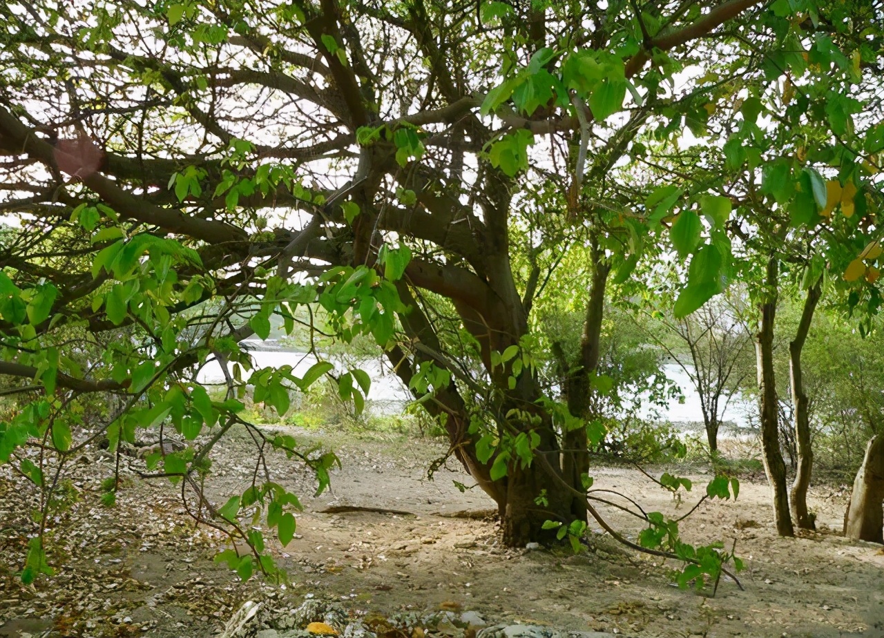 一个“小苹果”竟然能够毒死很多人，就连树下躲雨都能中毒