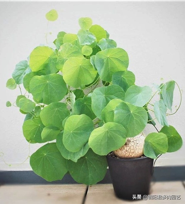 多肉乌龟一般养多久才长大,多肉新宠山乌龟