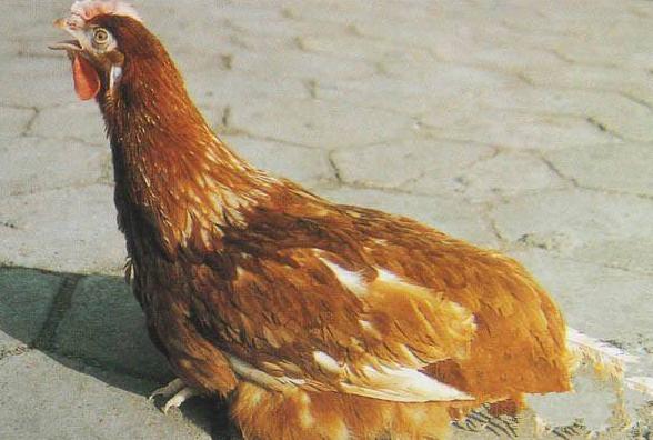 呼吸道这个病为什么治不好,呼吸道经常出问题怎么回事