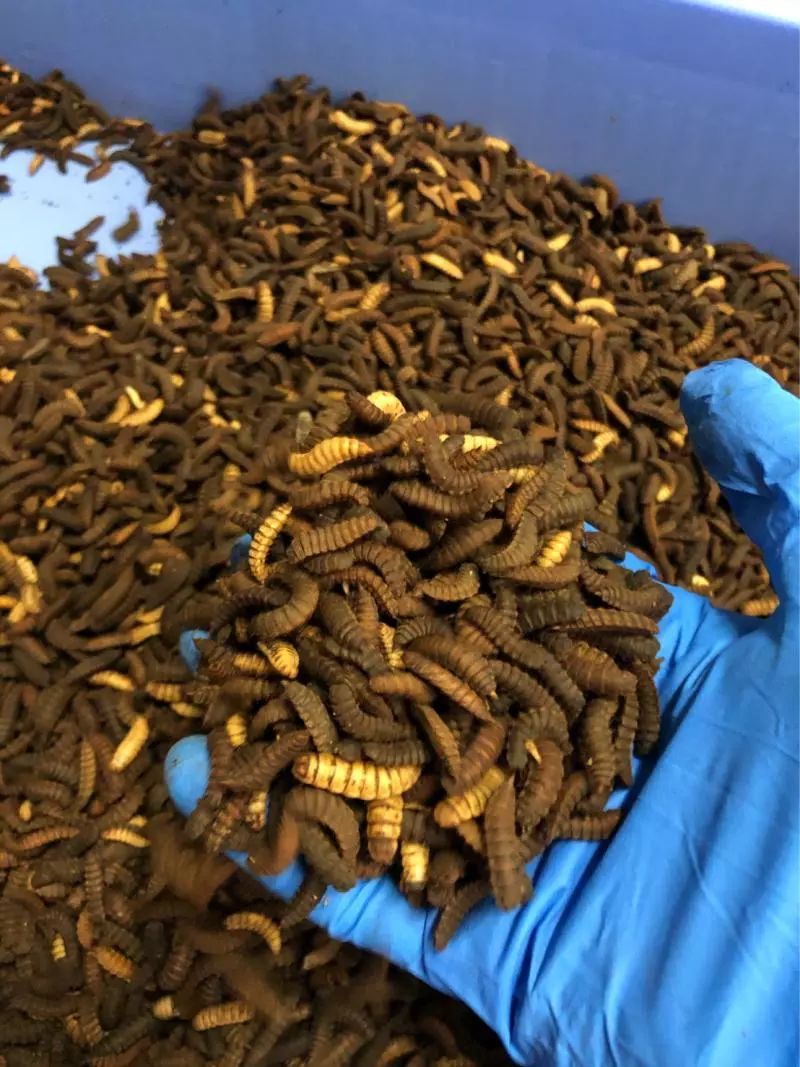 水产养殖经常见的虫子有哪几种,水产养殖小白虫叫什么虫