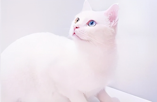 秦皇岛这只网红猫日常“巡逻”你见过吗？岛上还有这些撸猫好去处~