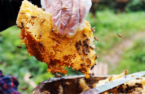 品高山蜂蜜吃农家腊肉从渝北两路出发只需一小时车程