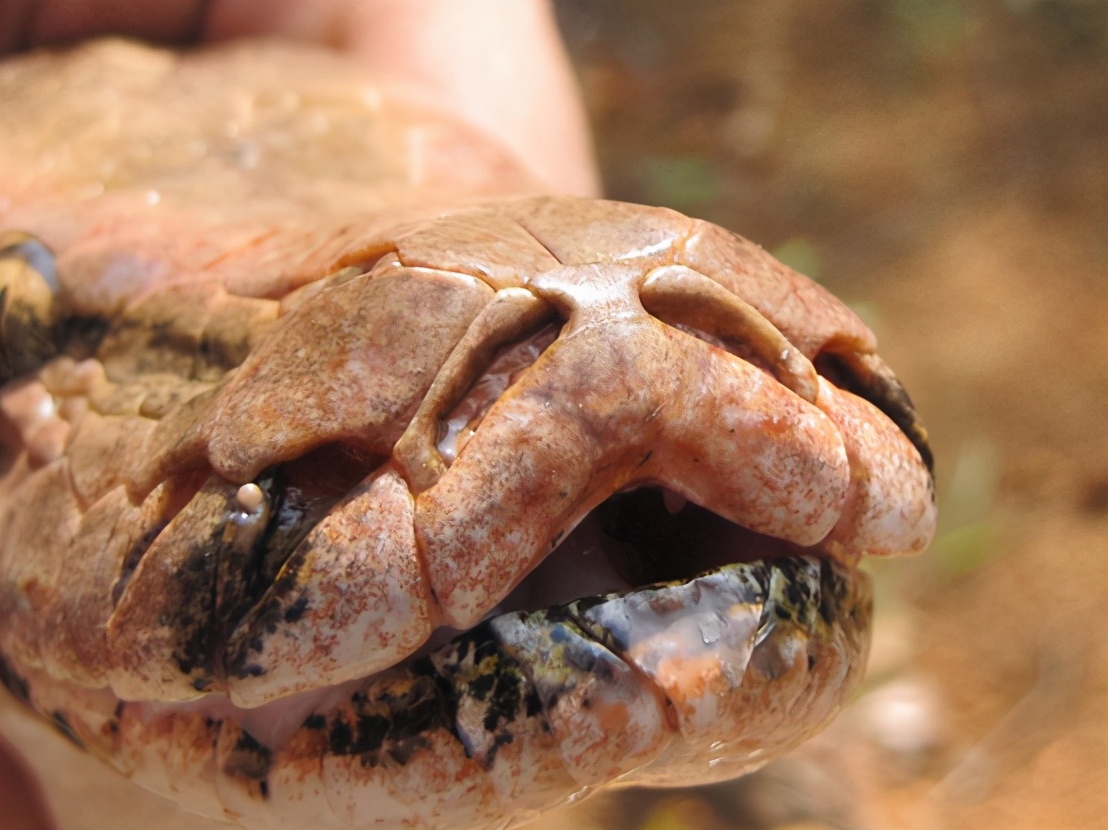 人类如果被蟒蛇活着吞进肚子里,用一把*首匕**能不能自救?