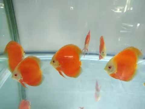 高锰酸钾给鱼缸消毒多久可以放鱼,鱼缸内放高锰酸钾对鱼有没有伤害